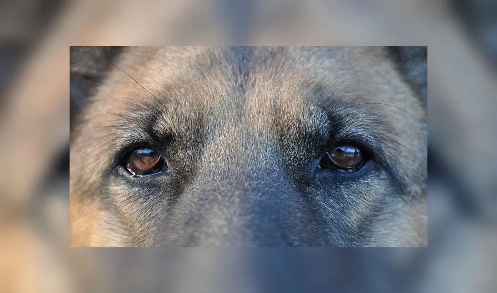 El perro sufrió una hemorragia y finalmente falleció. Foto: referencial /AFP El perro sufrió una hemorragia y finalmente falleció. Foto: referencial /AFP