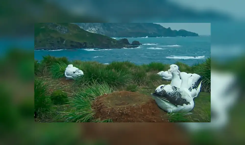 YouTube viral: cámara satelital graba misteriosas criaturas en el lugar menos imaginado [VIDEO]