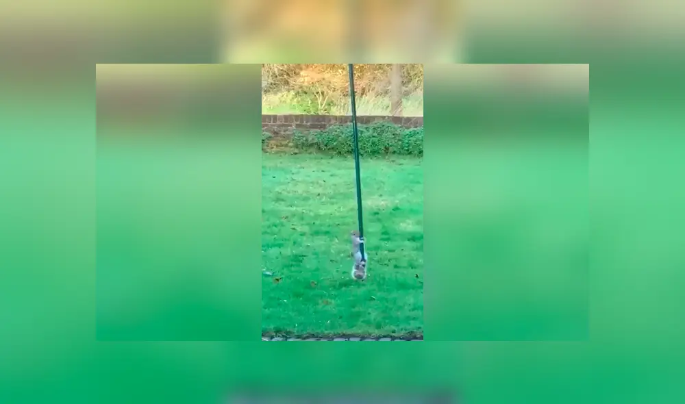 Desliza las imágenes para conocer el curioso truco que inventó una mujer para evitar que una ardilla se lleve la comida.