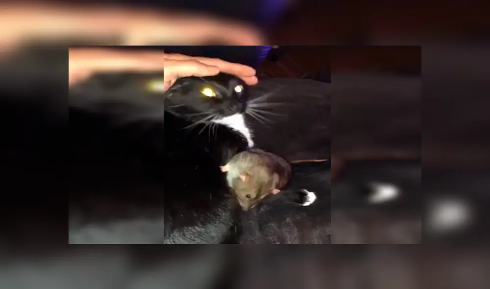 En Facebook, un gato protegió a una pequeña rata y le brindó unas amorosas caricias que cautivaron a su dueña.