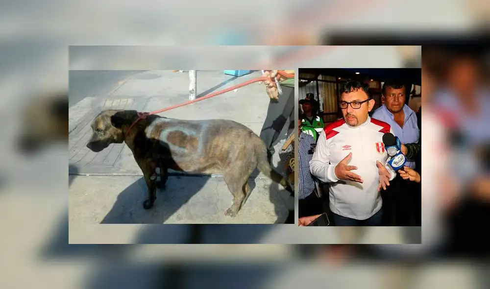 Arequipa: Atacan a perro “Scooby” y pintan con aerosol símbolo de agrupación política