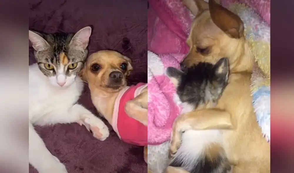 Desliza hacia la izquierda para ver más imágenes sobre esta tierna escena entre un perro y el gatito de su dueña. Foto: captura de TikTok