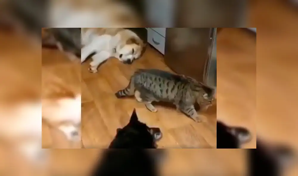 Desliza para ver los detalles del video viral publicado en YouTube. Foto: Captura.