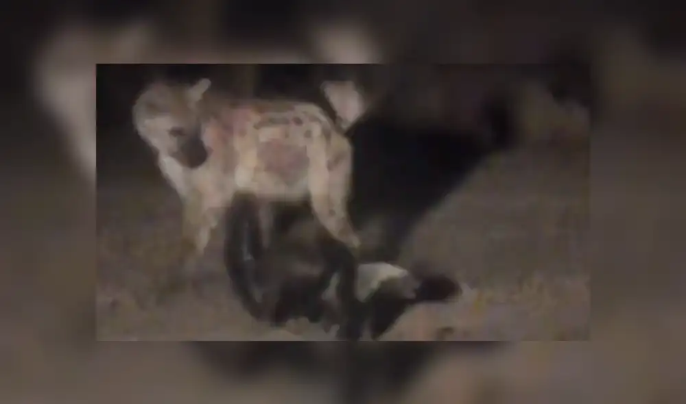 YouTube viral: tejón lucha contra temibles hienas para proteger a su pareja [VIDEO]