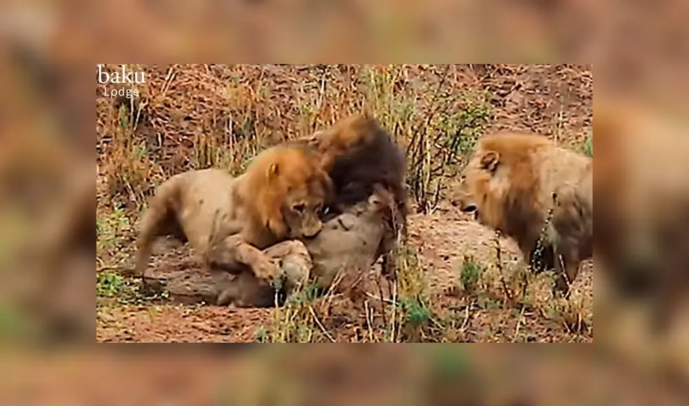 El león de melena más oscura intentó volver a tener su territorio, pero para hacerlo debía enfrentar a sus viejos adversarios. Foto: captura El león de melena más oscura intentó volver a tener su territorio, pero para hacerlo debía enfrentar a sus viejos adversarios. Foto: captura
