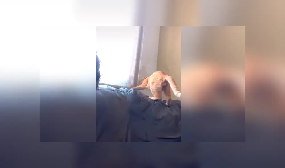 Desliza las imágenes para apreciar el tremendo castigo que recibió un gato al cometer una travesura.