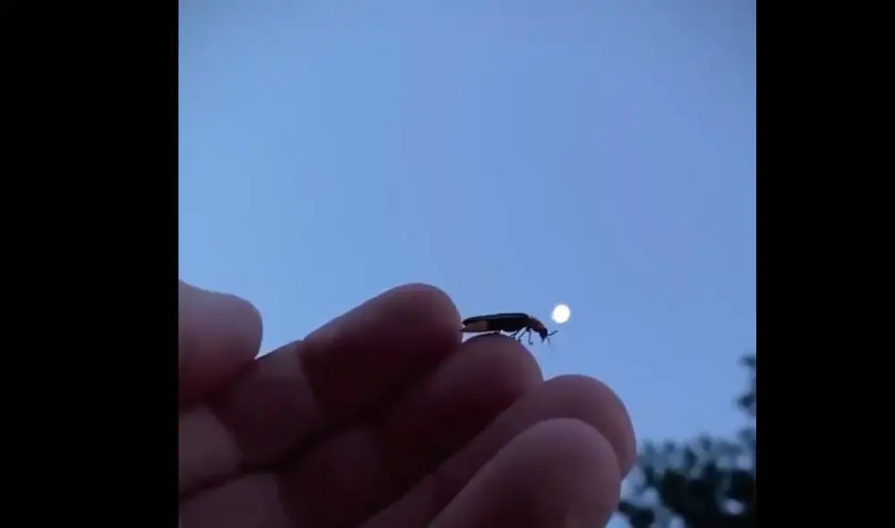 Las imágenes muestran el preciso instante en que la luciérnaga se enciende para buscar una pareja. Foto: Captura/@Lorena_CR Las imágenes muestran el preciso instante en que la luciérnaga se enciende para buscar una pareja. Foto: Captura/@Lorena_CR