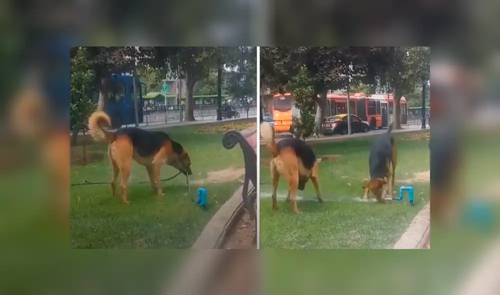Facebook viral: perros callejeros estaban sedientos y hacen lo imposible para beber agua [VIDEO] 