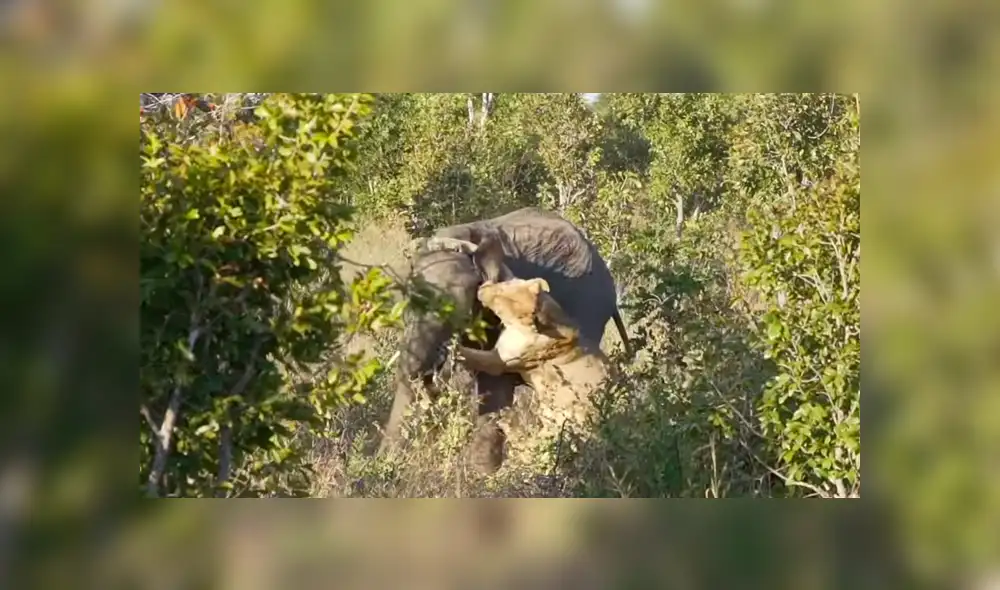Un video muestra la impactante pelea entre un elefante y una leona por su supervivencia. Un video muestra la impactante pelea entre un elefante y una leona por su supervivencia.