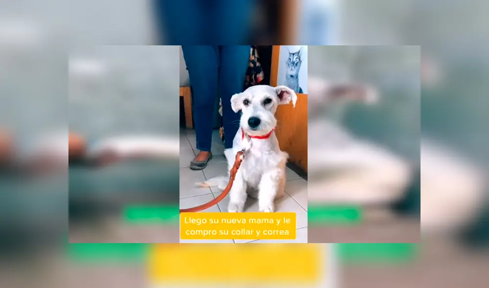 Desliza las imágenes para conocer la transformación de una perrita callejera que fue adoptada por una familia. Foto: Captura.