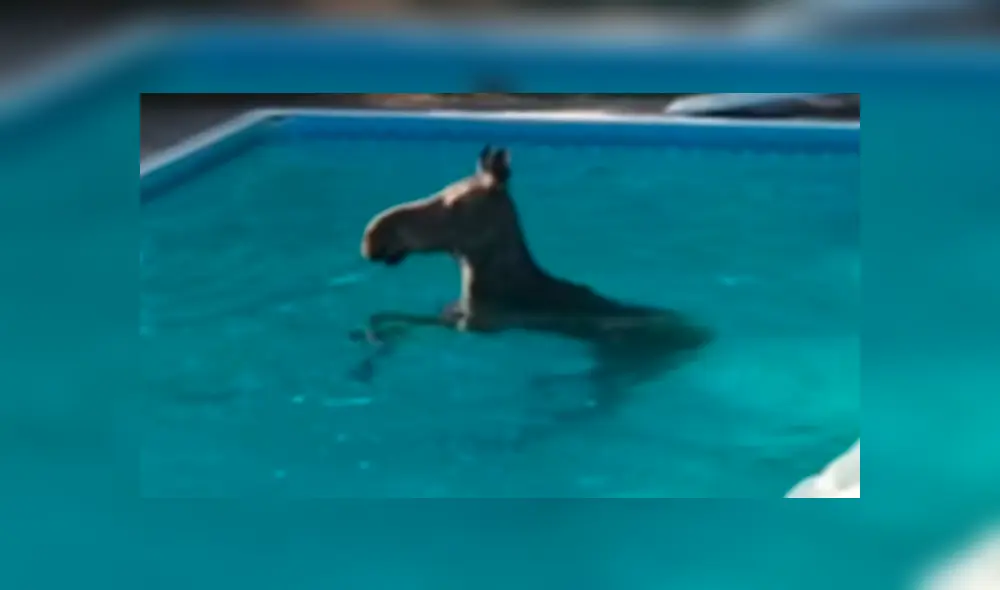 Desliza la imagen compartida en Facebook para verlas todas. Foto: captura