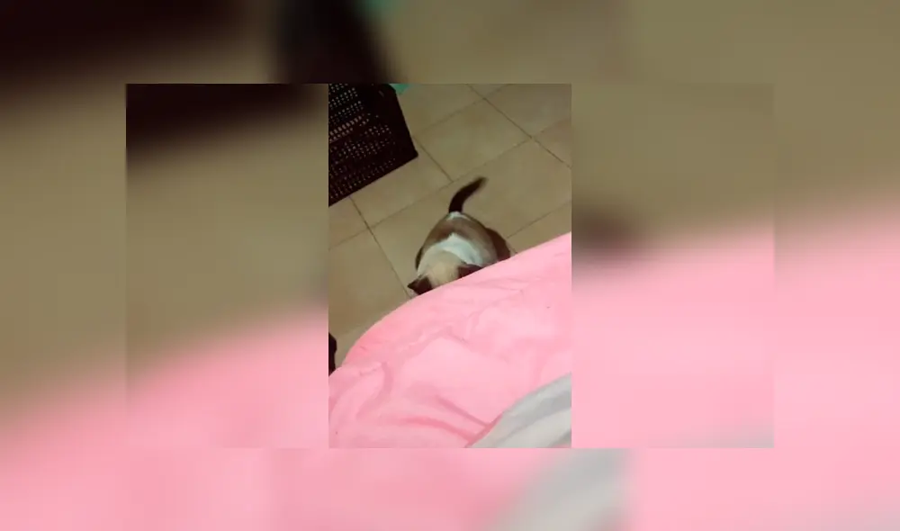 Desliza las imágenes para conocer la divertida reacción de un gato al escuchar la pregunta de su dueña.