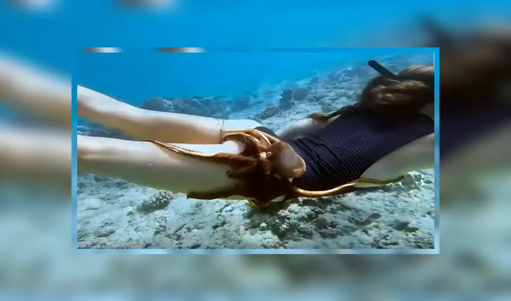Video viral de YouTube muestra el preciso momento en que un pulpo se topa con una joven y se adhiere a su muslo derecho