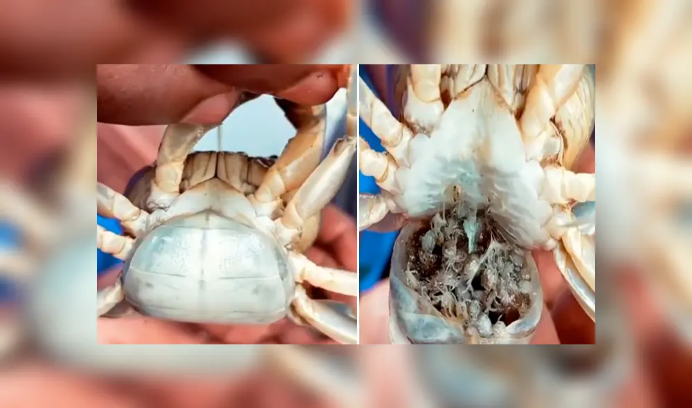 Desliza hacia la izquierda para ver al cangrejo cargando a cientos de sus crías. Escena viral de YouTube. Desliza hacia la izquierda para ver al cangrejo cargando a cientos de sus crías. Escena viral de YouTube.