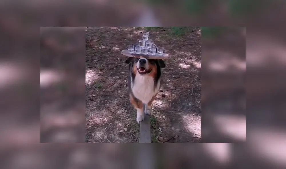 En Facebook, un joven entrenó a su perro para que pueda sostener con una tabla varias copas de agua.