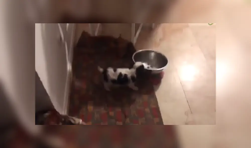 A través de YouTube se hizo viral la reacción de un perro al ver que otro can le había quitado el plato de comida.