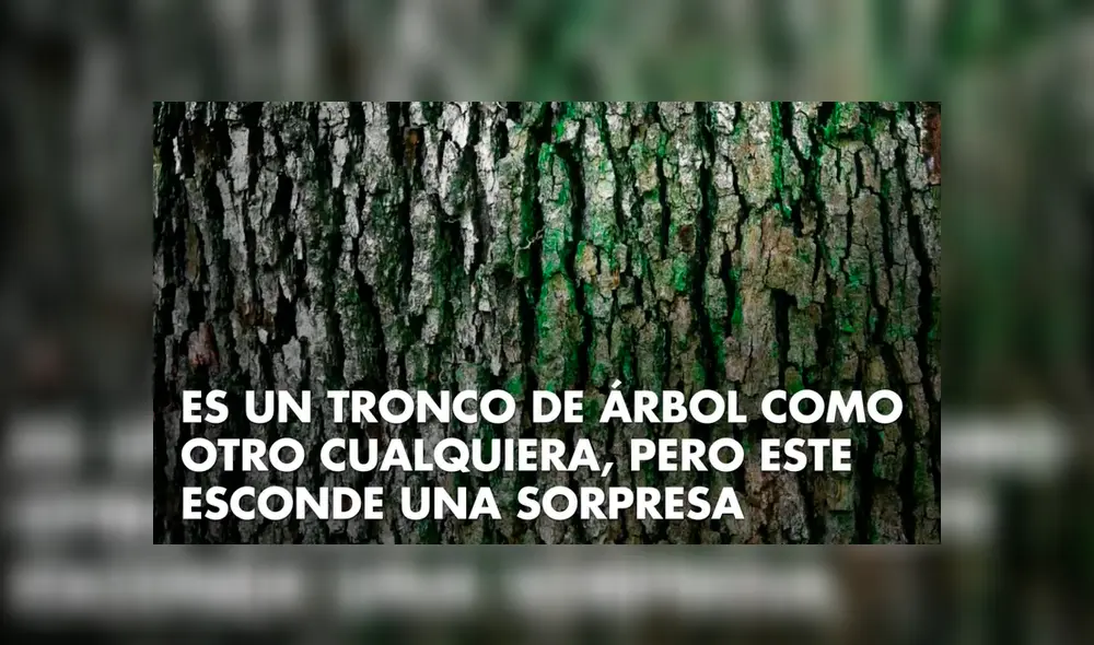 Facebook viral: encuentra al insecto oculto en un árbol, el nuevo reto visual que casi nadie puede superar. Foto: Yasss.es / David Weiller Facebook viral: encuentra al insecto oculto en un árbol, el nuevo reto visual que casi nadie puede superar. Foto: Yasss.es / David Weiller