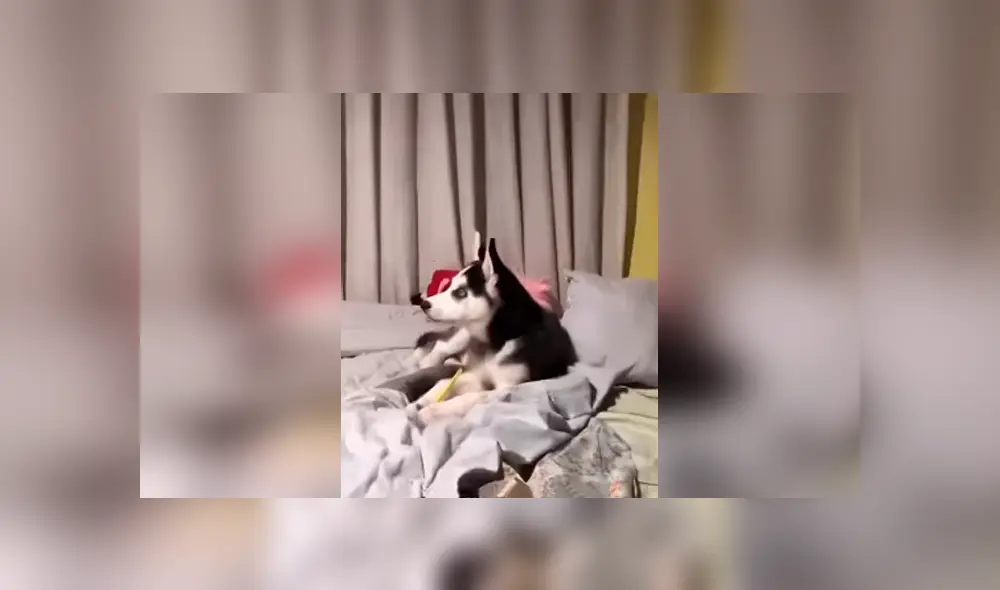 Desliza las imágenes para conocer los tiernos momentos que grabó un joven de su adorada mascota.