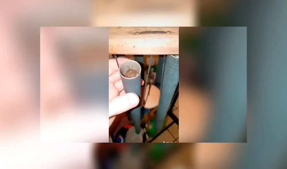 Facebook viral: escucha extraños ruidos en su casa, revisa y descubre misteriosas criaturas