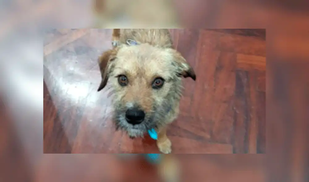 Canadiense adoptó a perro de la calle y se lo llevará al terminar los juegos Lima 2019. Foto: Facebook