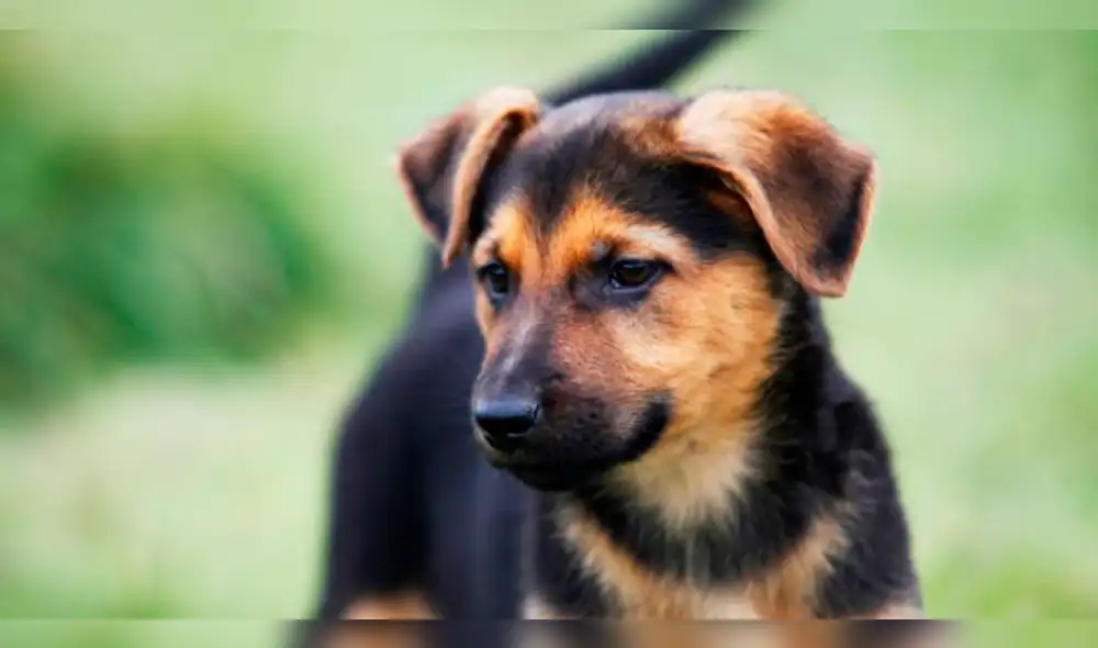 Año nuevo chino: la vida de un perro en Hong Kong