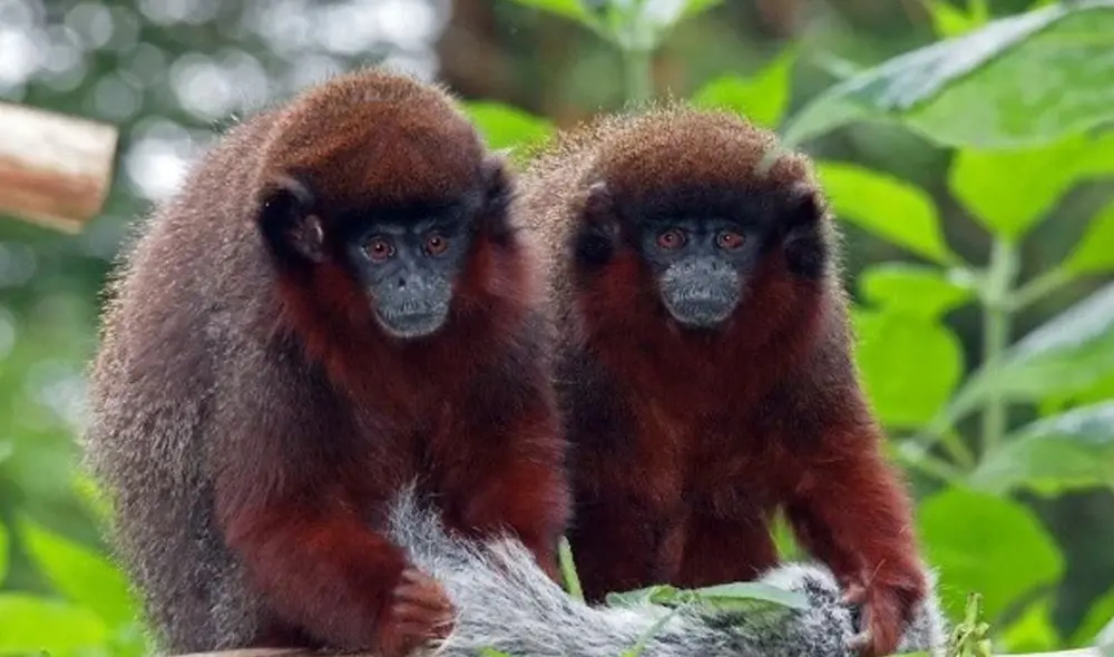 Los monos tití cobrizos son unas de las pocas especies fieles a sus parejas. Foto: New England Primate Conservancy.