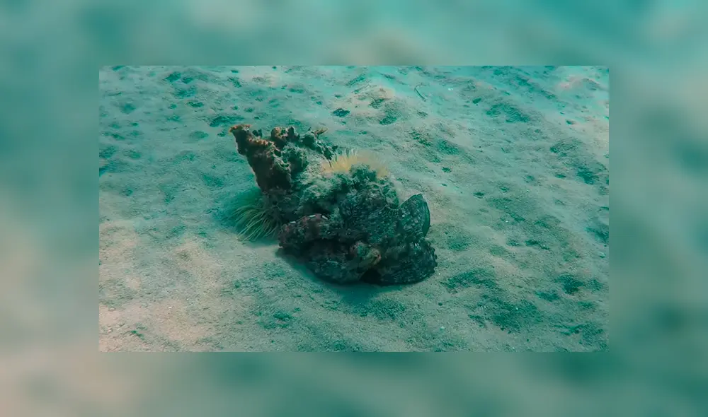 YouTube viral: Buzo queda aterrado al descubrir una misteriosa criatura marina que parece una roca [VIDEO]