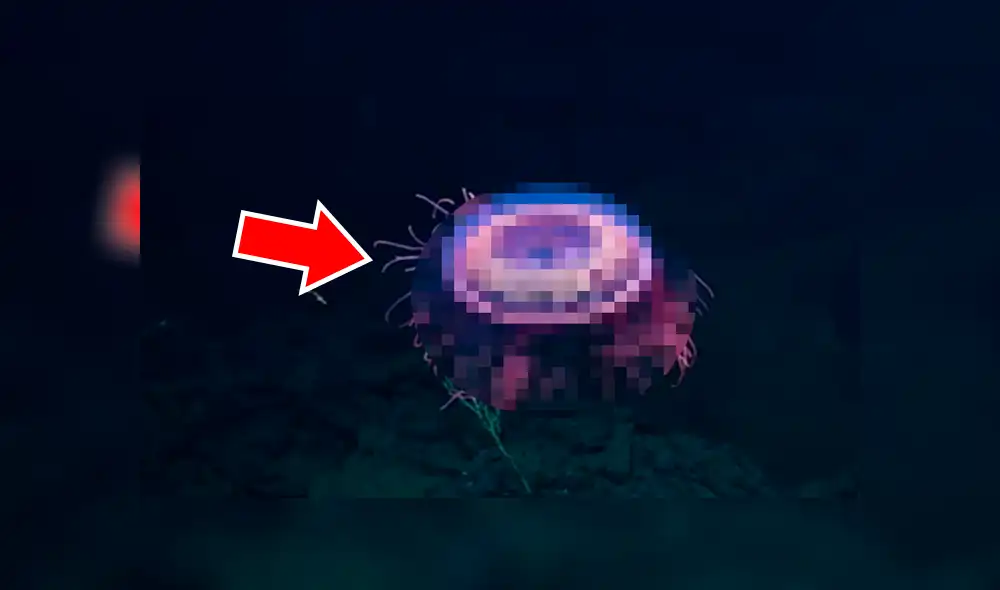 Biólogos registran a una misteriosa criatura que ilumina el océano. Biólogos registran a una misteriosa criatura que ilumina el océano.