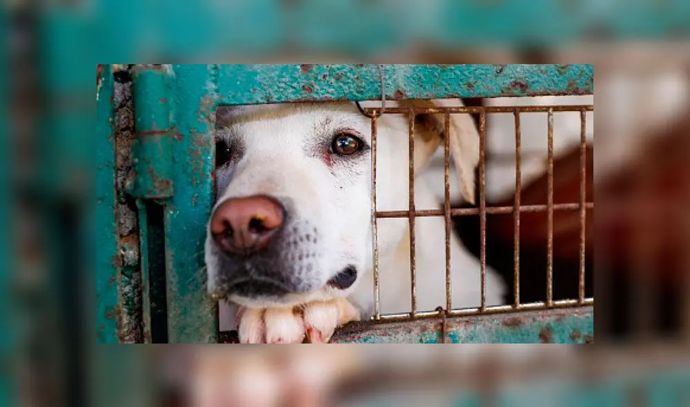 Un sujeto mató a un perro arrastrándolo desde su camioneta en Mar del Tuyú. Foto: Difusión Un sujeto mató a un perro arrastrándolo desde su camioneta en Mar del Tuyú. Foto: Difusión