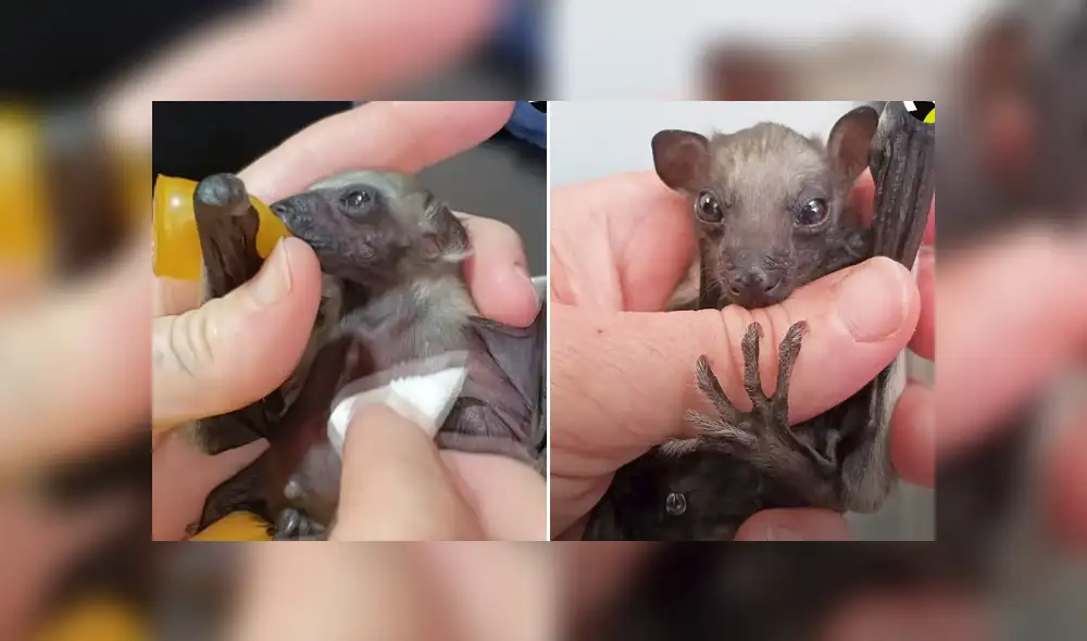 El pequeño animal fue criado por un grupo de rescatista al ser rechazado por su madre. Foto: El Dodo /  Facebook