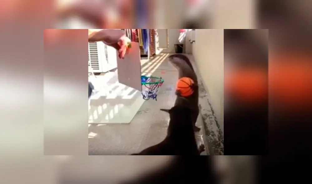 Desliza las imágenes hacia la izquierda para conocer las habilidades de unas nutrias en el básquet. Desliza las imágenes hacia la izquierda para conocer las habilidades de unas nutrias en el básquet.