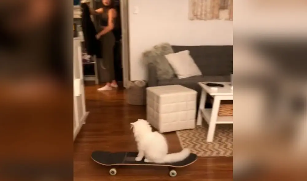 Desliza las imágenes para descubrir la destreza de un gato al subir a un skate que su dueña dejó en la sala. Foto: captura de TikTok