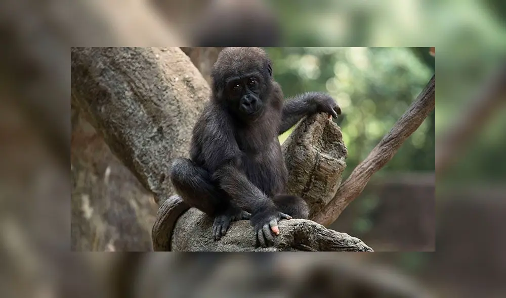 Anaka cumplió seis años y el zoológico de Atlanta publicó sus fotografía en Facebook. Foto: Zoo de Atlanta. Anaka cumplió seis años y el zoológico de Atlanta publicó sus fotografía en Facebook. Foto: Zoo de Atlanta.