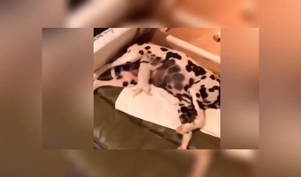 Desliza las fotografías para ver la curiosa escena que protagonizó un perro bebé cuando se alimentaba con la leche de su madre. Foto: Captura.