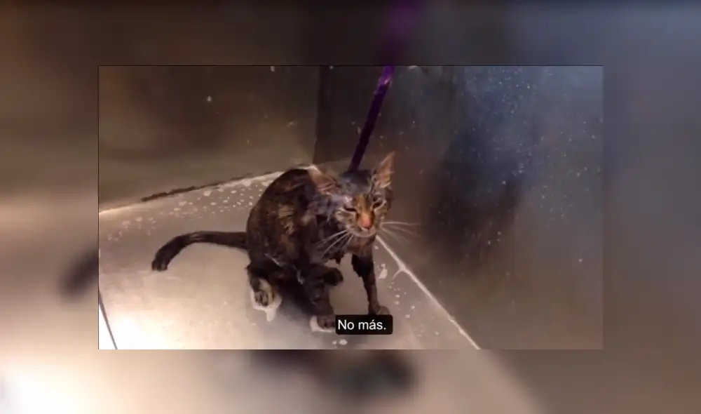 YouTube viral: Gato pide a su dueña que no lo bañe más [VIDEO] 