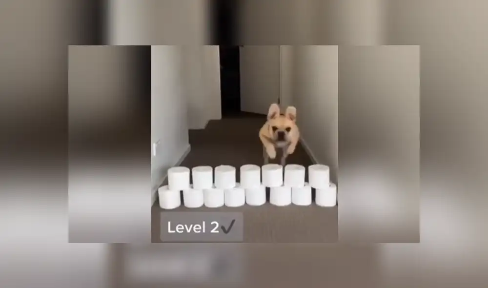 A través de YouTube se hizo viral el curioso reto al que un joven sometió a su perro.