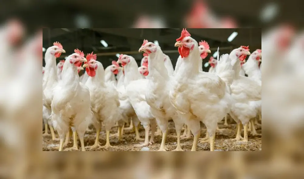 Perú ocupa el cuarto puesto en producción de pollos en Latinoamérica Perú ocupa el cuarto puesto en producción de pollos en Latinoamérica