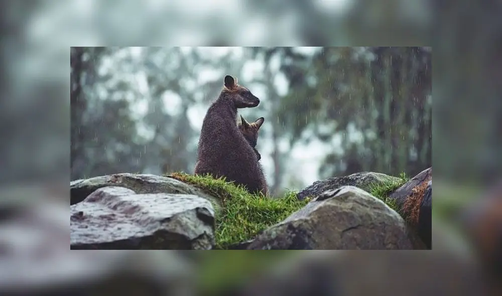 Lluvias al este de Australia comienzan a extinguir enormes incendios forestales. Foto: EFE Lluvias al este de Australia comienzan a extinguir enormes incendios forestales. Foto: EFE