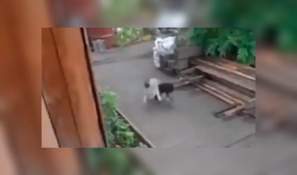 Facebook viral: perro quería evitar una pelea callejera de un gato y lo cargó hasta su casa [VIDEO]