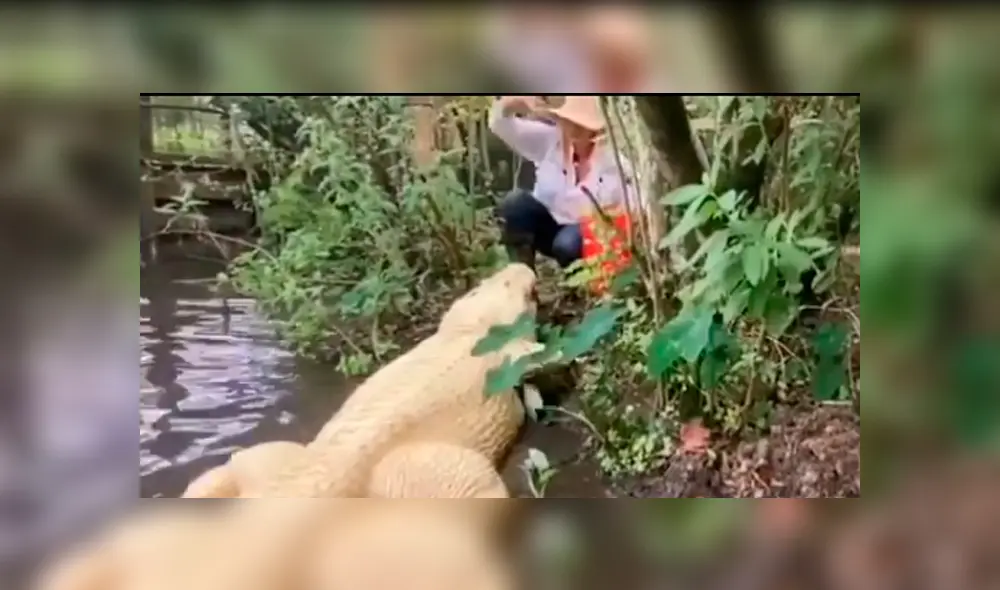 Desliza hacia la izquierda para ver las imágenes del viral de Facebook que muestran el encuentro de una mujer con un enorme cocodrilo.