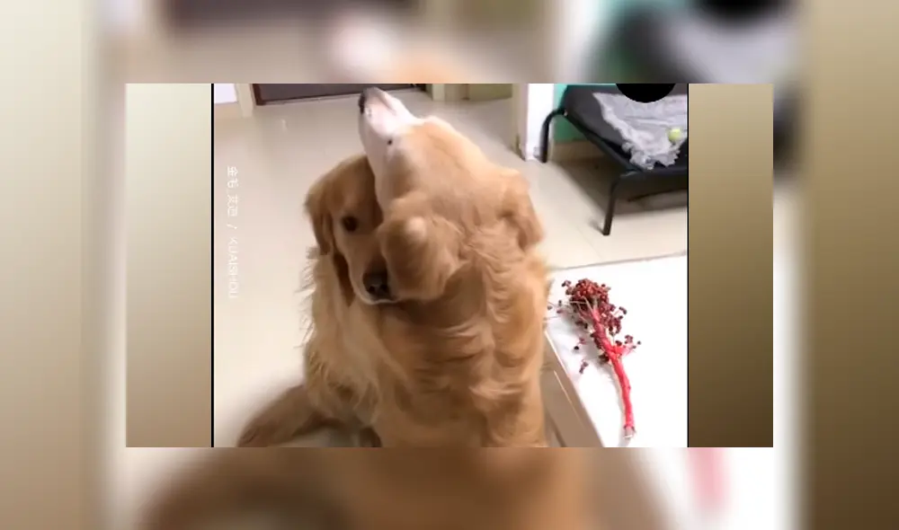 Desliza a la izquierda para ver más sobre esta romántica escena. (Foto: captura)