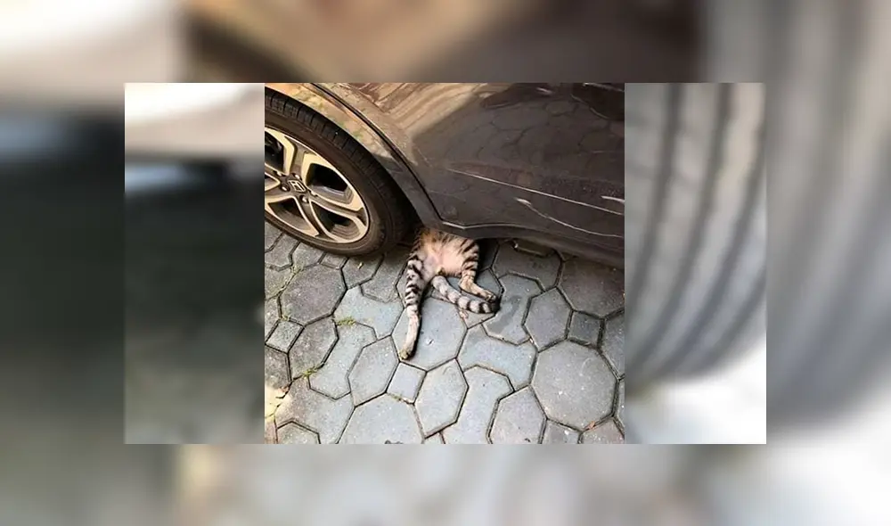 Facebook viral: cree que gato había sido aplastado por una llanta y se lleva una sorpresa [FOTOS]