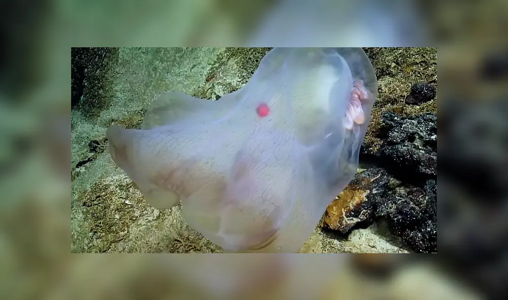 Investigadores de Estados Unidos compartieron en YouTube el video viral de la extraña criatura que adopta aterradoras apariencias.