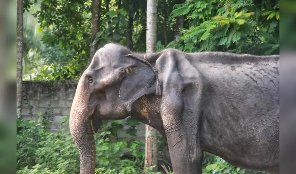 Tikiri: una elefanta víctima de maltrato animal fallece a los 70 años Tikiri: una elefanta víctima de maltrato animal fallece a los 70 años