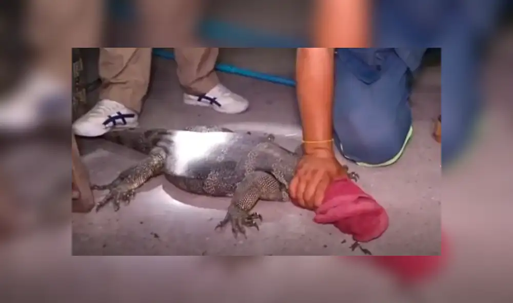 YouTube viral: Anciana descubre misteriosa criatura ingresando a su tienda [VIDEO]
