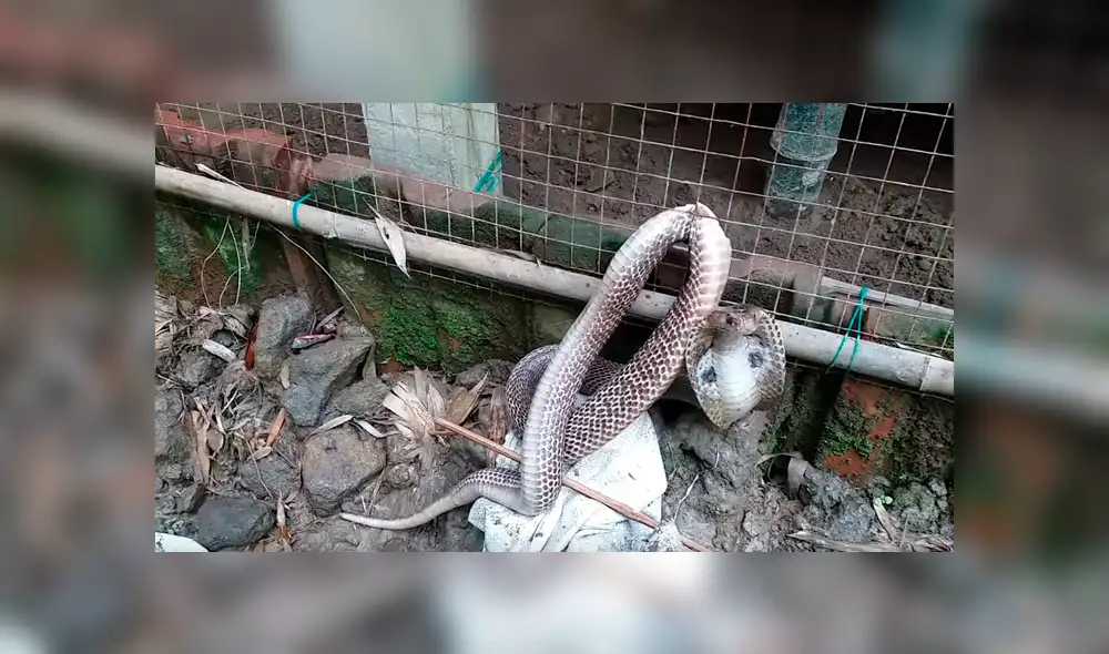 El video viral de Facebook muestra el momento en que un granjero arriesga su vida para salvar a una serpiente y ocurre lo inesperado.