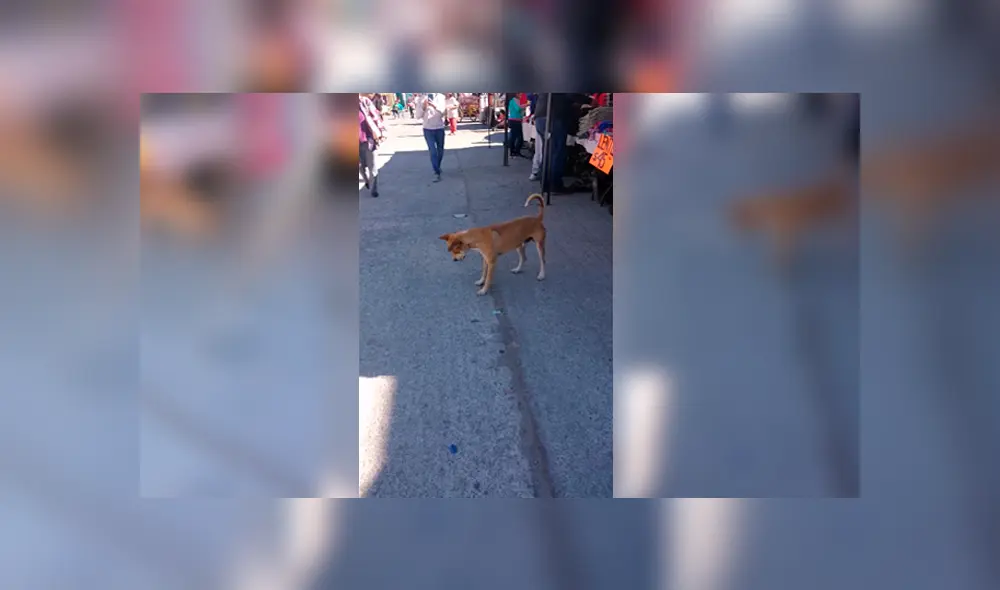 Video es viral en Facebook. Miles se encariñaron con este simpático perro callejero que fue captado divirtiéndose con el reflejo de la luz. Foto: Captura. Video es viral en Facebook. Miles se encariñaron con este simpático perro callejero que fue captado divirtiéndose con el reflejo de la luz. Foto: Captura.