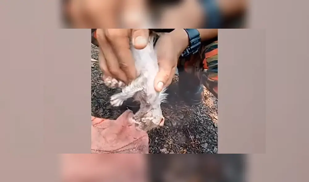 El bombero recibió las felicitaciones de miles de usuarios en las redes sociales, por su valerosa acción. Foto: captura