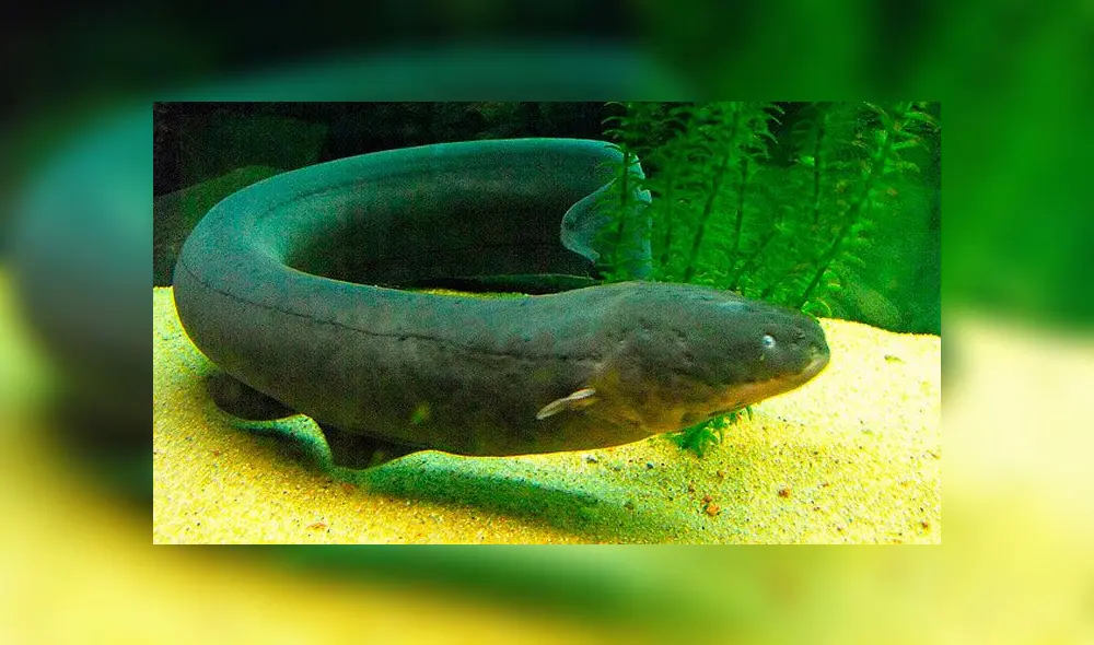 Anguila eléctrica. Foto: difusión. Anguila eléctrica. Foto: difusión.