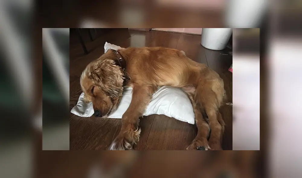 En Facebook, una mujer encontró a un perro en lamentables condiciones tras ser atropellado. En Facebook, una mujer encontró a un perro en lamentables condiciones tras ser atropellado.